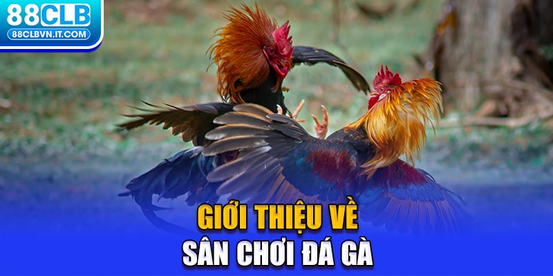 Giới thiệu về sân chơi đá gà