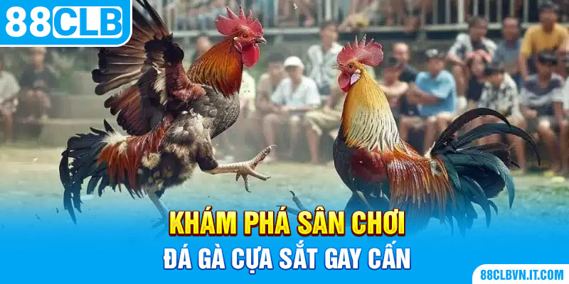 Khám phá sân chơi đá gà cựa sắt gay cấn