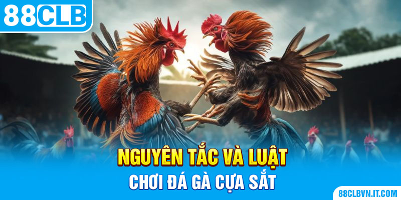 Nguyên tắc và luật chơi đá gà cựa sắt 