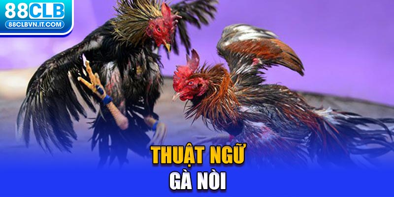 Thuật ngữ gà nòi