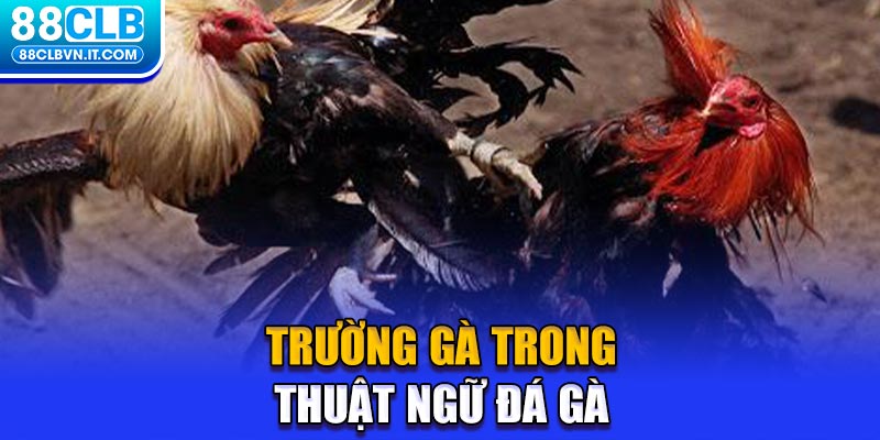 Trường gà trong thuật ngữ đá gà